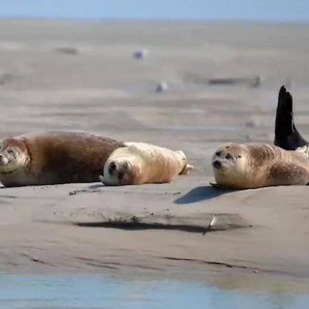 Gite Escale Oceania En Baie De Somme A Ault, 50M De La Mer מראה חיצוני תמונה