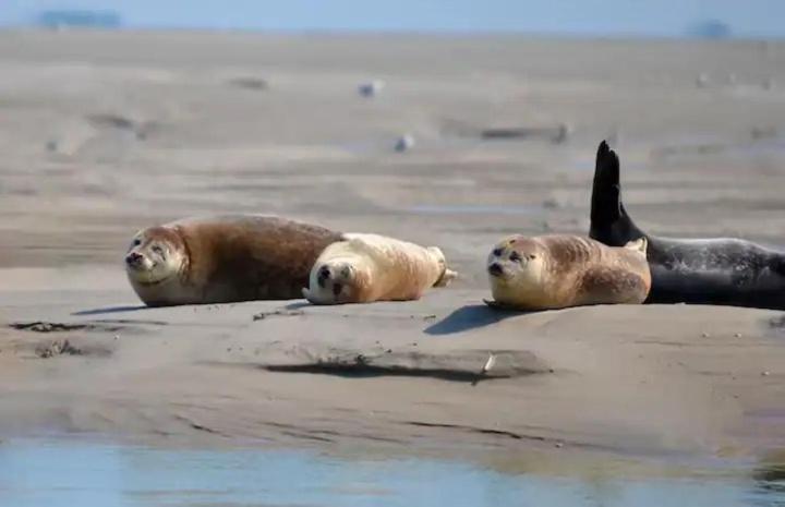 Gite Escale Oceania En Baie De Somme A Ault, 50M De La Mer מראה חיצוני תמונה